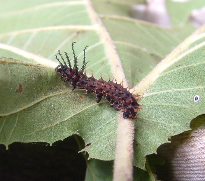 Regal Moth larva
