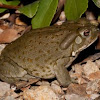 Sonoran Desert Toad