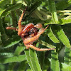 Orb spider - male
