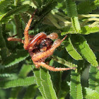 Orb spider - male