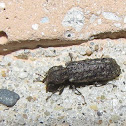 Horned powder-post beetle