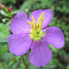 Bovitiya Flower