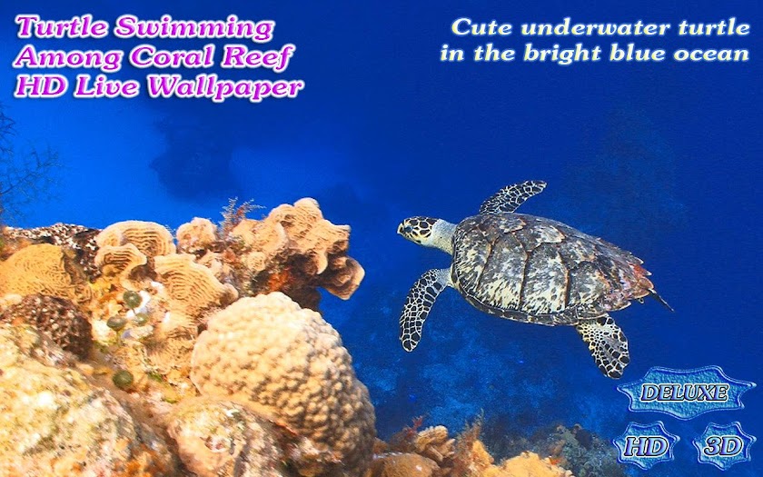 Turtle Swimming Coral Reef HD Screen 3