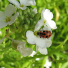 Black-spotted Red Beetle