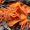 Orange peel fungus