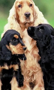 Cocker Spaniel Wallpapers Screenshots 4