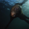 Steller Sea Lion