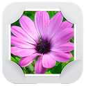 Gallery : Nexus Gallery icon