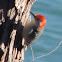 Red-bellied Woodpecker