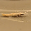 Coleophora casebearer moth