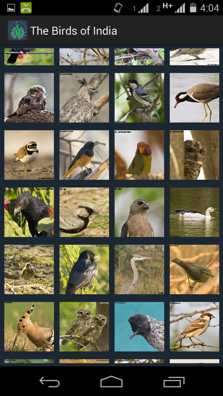 The Birds of India Screen 2