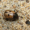Chafer beetle