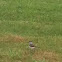 Killdeer