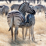 Thirst by John Phielix -  