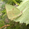 Cloudless Sulphur.