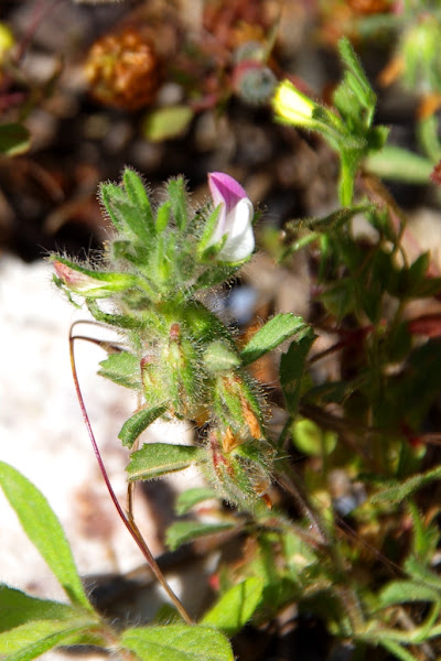 Small Restharrow | Project Noah