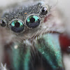 Phidippus clarus