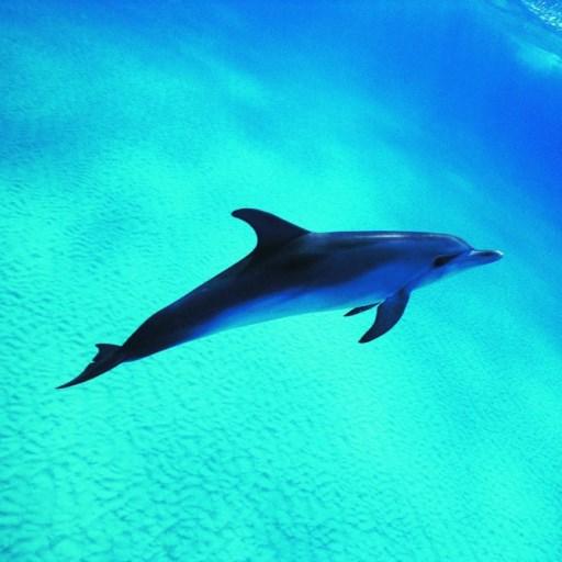 【免費個人化App】Funny Dolphin Live Wallpaper-APP點子