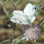 Checkered White Butterfly (male)