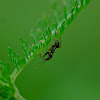 ant-damsel bug, larva/ Ameisen-Sichelwanze, Larve