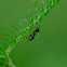 ant-damsel bug, larva/ Ameisen-Sichelwanze, Larve