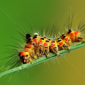 by Chusni Hidayad - Animals Insects & Spiders