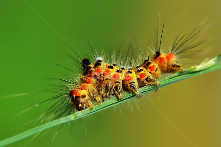 by Chusni Hidayad - Animals Insects & Spiders