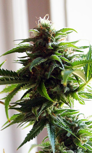 Marijuana Grow
