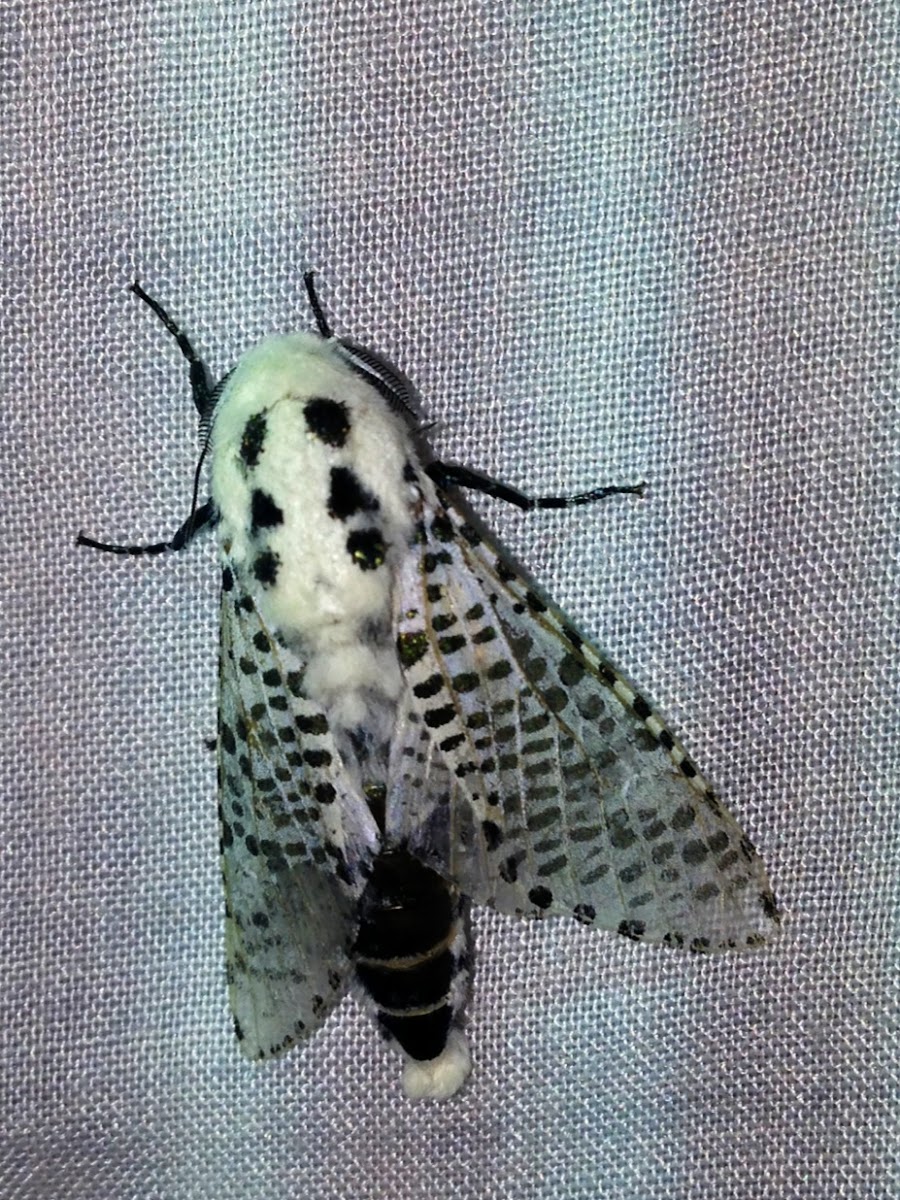 Leopard moth