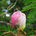 Monkeypod Flower