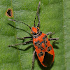 Black & Red Squash Bug or Cinnamon Bug