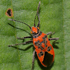 Black & Red Squash Bug or Cinnamon Bug