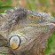 Green Iguana