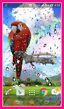Parrot Live Wallpaper APK