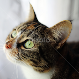 Tortoiseshell Cat by Selena Chambers -  