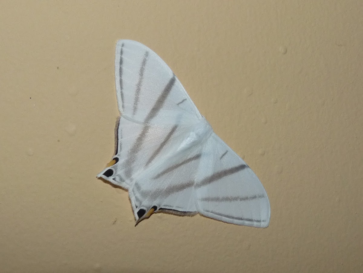Asthenidia Moth