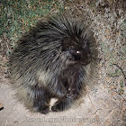 North American Porcupine