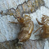 cicada skins