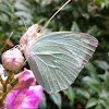 Mottled Emigrant