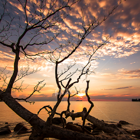 The Tree of Clouds by Victor Sim - Landscapes Sunsets & Sunrises