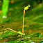 Mating Yellow Waxtails
