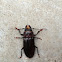 Hardwood Stump Beetle