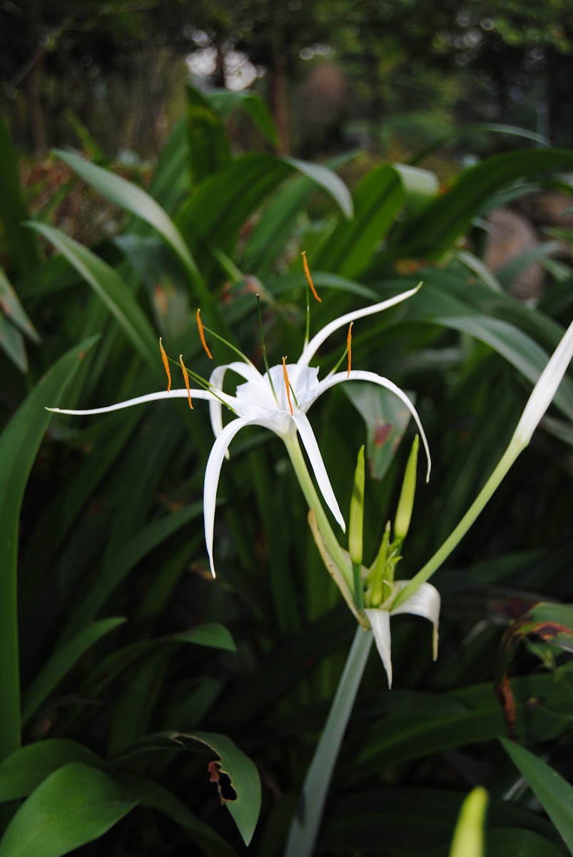 SPIDER LILY