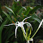 SPIDER LILY