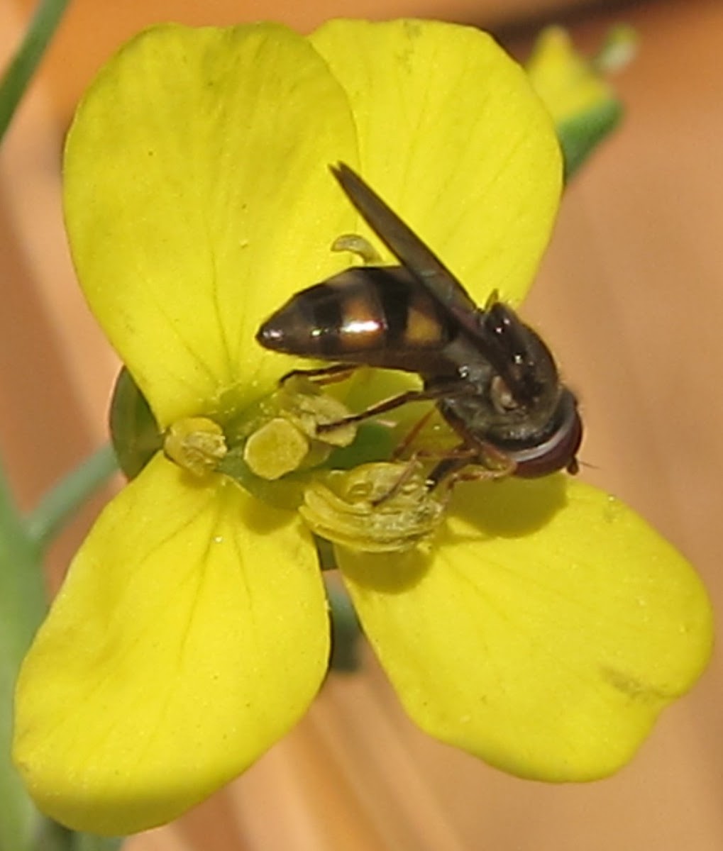 Hover Fly