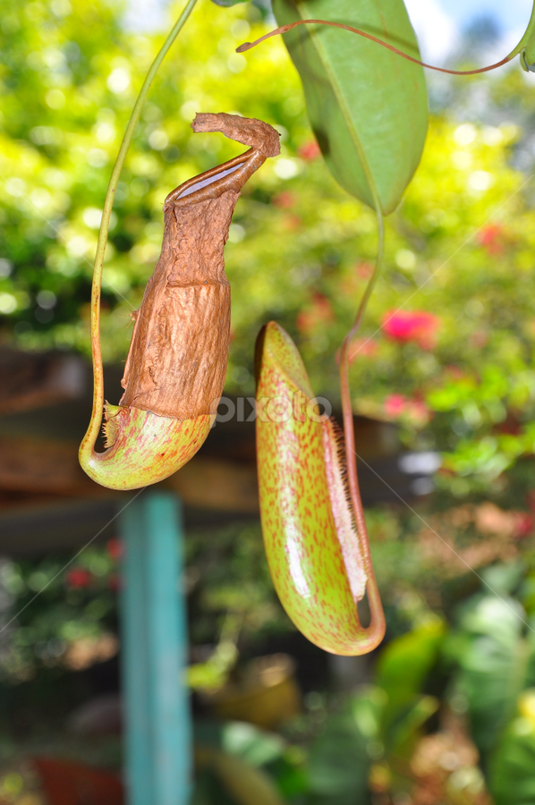 Bunga Periuk Kera by Nor Ikhsan Ismail - Flowers Flowers in the Wild