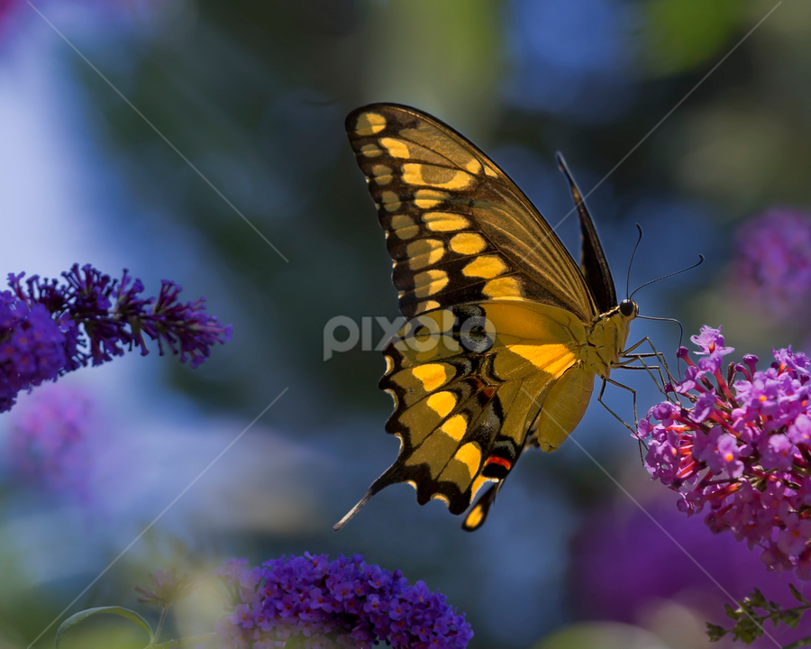 Swallowtail Heaven by David Hammond - Digital Art Animals