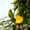 Orange-chinned Parakeets
