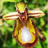 Orchid. Orquídea abeja