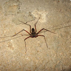 Tailless Whip Scorpion